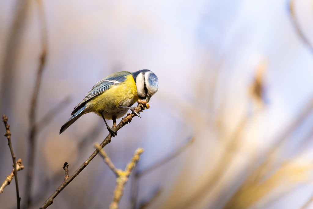 Die Blaumeise | Die Blaumeise ist ein kleiner, aber auffälliger Singvogel aus der Familie der Meisen. Sie zählt zu den häufigsten und beliebtesten Gartenvögeln in Europa und ist bekannt für ihre geringe Scheu gegenüber dem Menschen. Mit ihrem lebhaften Wesen und ihrer erstaunlichen Geschicklichkeit, besonders bei der Nahrungssuche, bereichert sie Parks, Wälder und Gärten gleichermaßen. Ihre Anpassungsfähigkeit an verschiedene Lebensräume und ihre ganzjährige Anwesenheit machen sie zu einem vertrauten Anblick, vor allem an winterlichen Futterstellen. - Realisiert mit Pictrs.com
