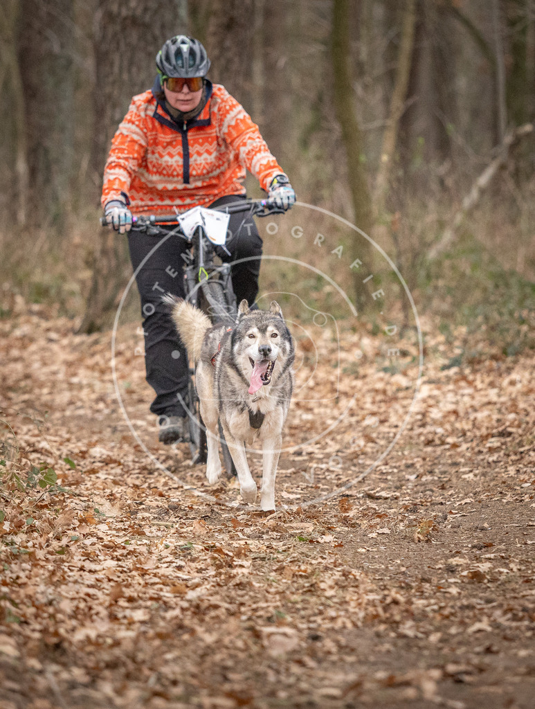 Pfotenfotografie_DV3A6422 | Hundefotografie, Tierfotograf, Pfotenfotografie, Fotoshooting Hund, Hunde Portrait, Hundesport, Hundeportraits, Heideshooting, Hunde, Sportfotograf, Hundefotograf, Turnierhundsport, THS,  - Realisiert mit Pictrs.com