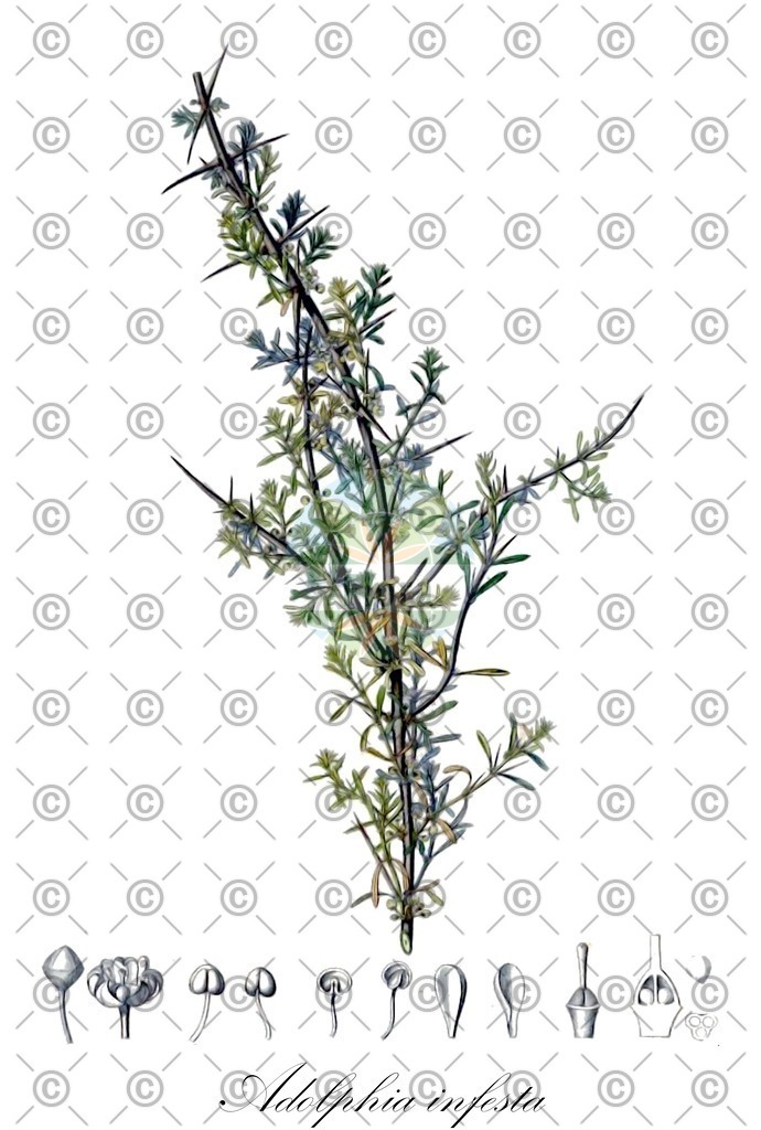 HistAbb_wfo-0000521081_1_ENZY_Simple | Historische Abbildung von Adolphia infesta - Rhamnaceae | Historical Illustration of Adolphia infesta - Rhamnaceae (junco)