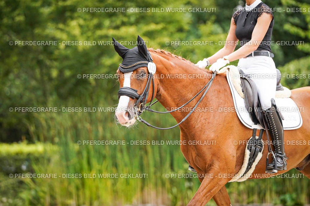 DSC08028 | Pferdegrafie