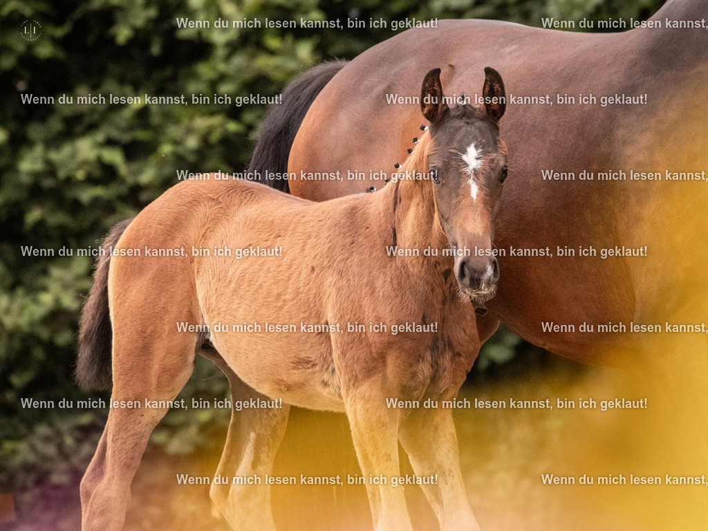 A10I6225 | photographylinaismer - Realisiert mit Pictrs.com