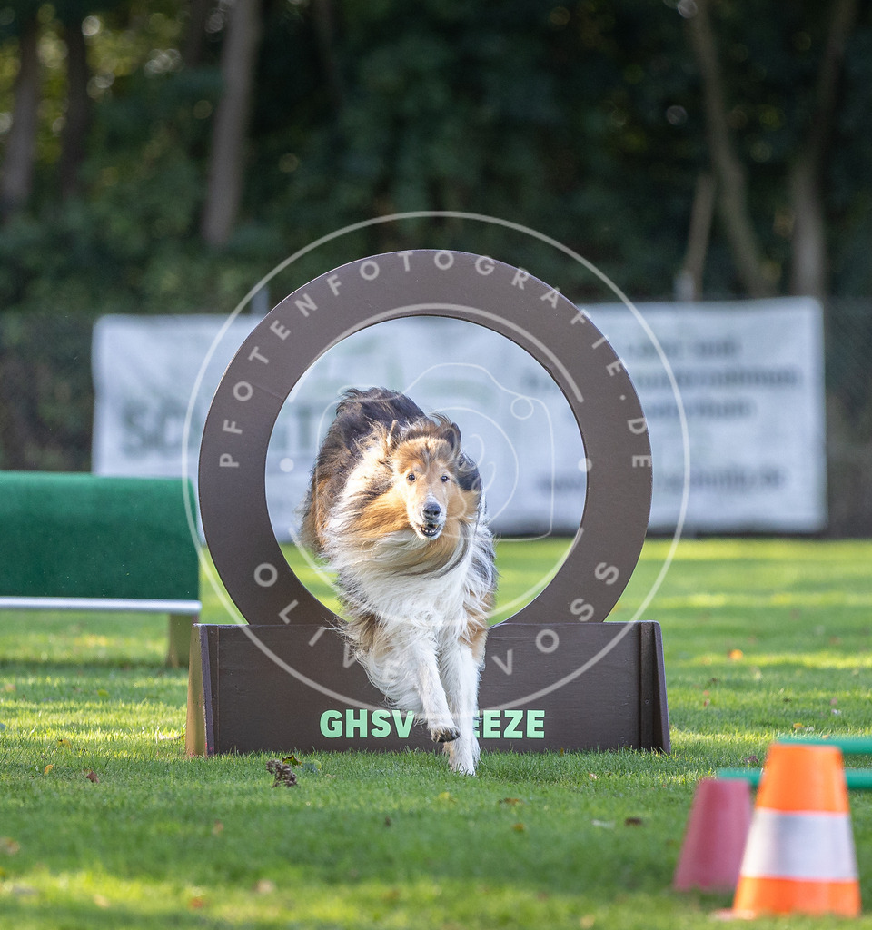 Pfotenfotografie.de_DV3A3497 | Hundefotografie, Tierfotograf, Pfotenfotografie, Fotoshooting Hund, Hunde Portrait, Hundesport, Hundeportraits, Heideshooting, Hunde, Sportfotograf, Hundefotograf, Turnierhundsport, THS, canicross - Realisiert mit Pictrs.com