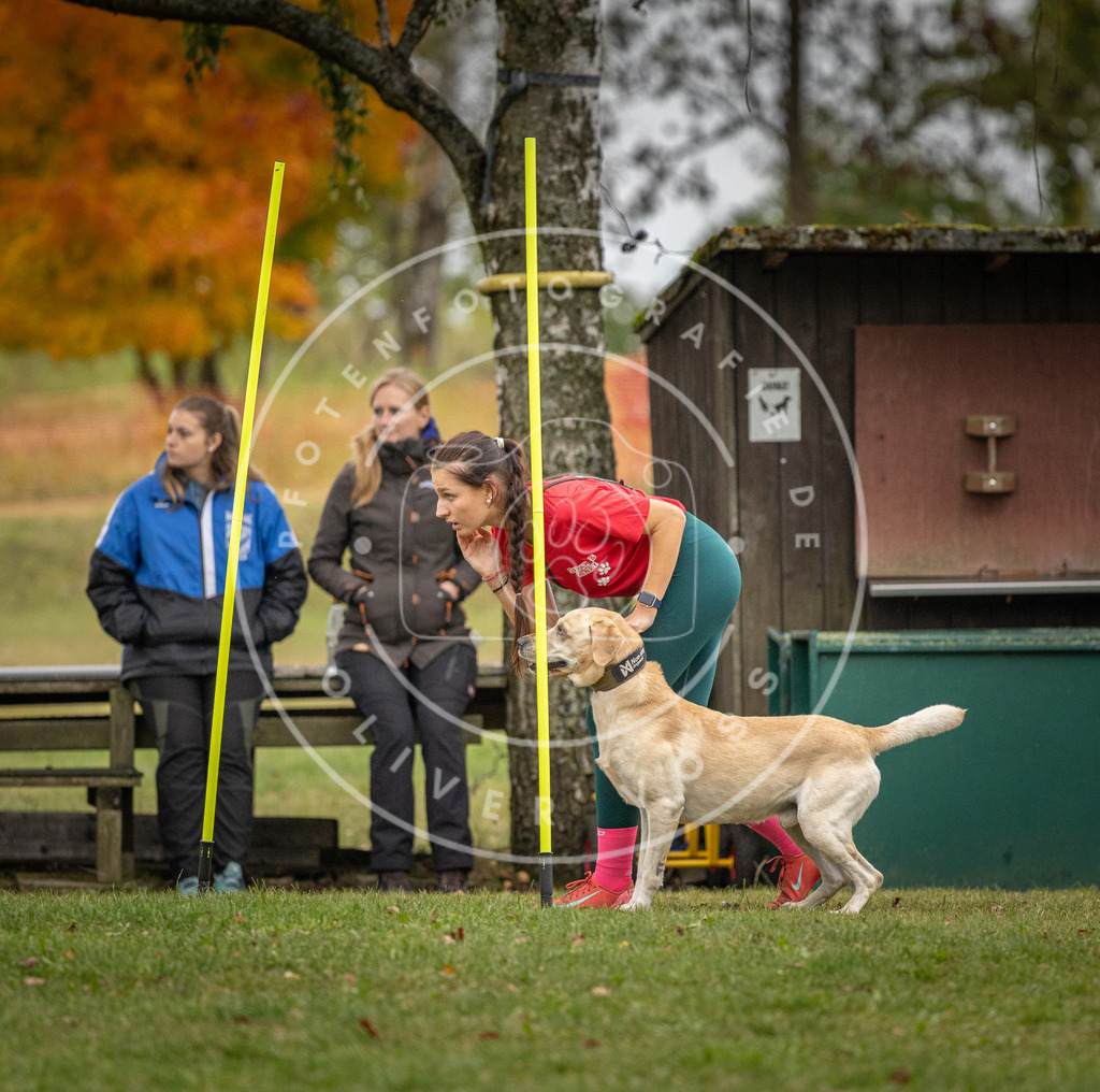 Pfotenfotografie_DV3A9871 | Hundefotografie, Tierfotograf, Pfotenfotografie, Fotoshooting Hund, Hunde Portrait, Hundesport, Hundeportraits, Heideshooting, Hunde, Sportfotograf, Hundefotograf, Turnierhundsport, THS,  - Realisiert mit Pictrs.com