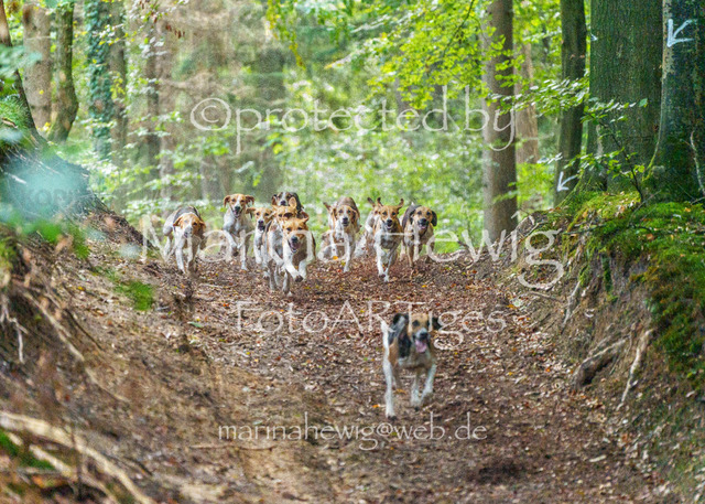 Jagd Perdoel_MarinaHewigMCH04672 | Fotografie, FotoArt, PferdesportArt, Pferdesportfotografie, Landschaftsfotografie, Reisefotografie, Reise, Pferde - Realisiert mit Pictrs.com