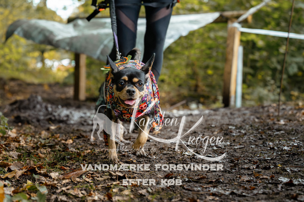 1422DZ6_1759Z6 | kk-dogfotos