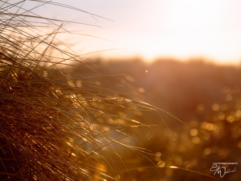 20240507-200902 NORDSEE SPO _243-1 | Herzlich willkommen auf meiner Seite! Ich bin Elke Wallnisch, Deine Fotografin für lichtstarke Momente. Der Name steht für alles, was mich mit der Fotografie verbindet: Das Licht und seine machtvolle Wirkung auf eine Situation oder unsere Stimmung - Realisiert mit Pictrs.com