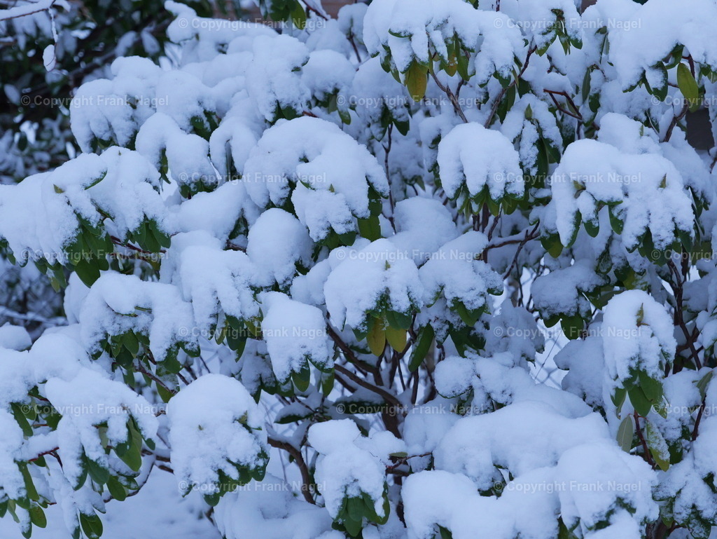 P1007444_Schnee_Hecke_1a | dataxp - Realisiert mit Pictrs.com