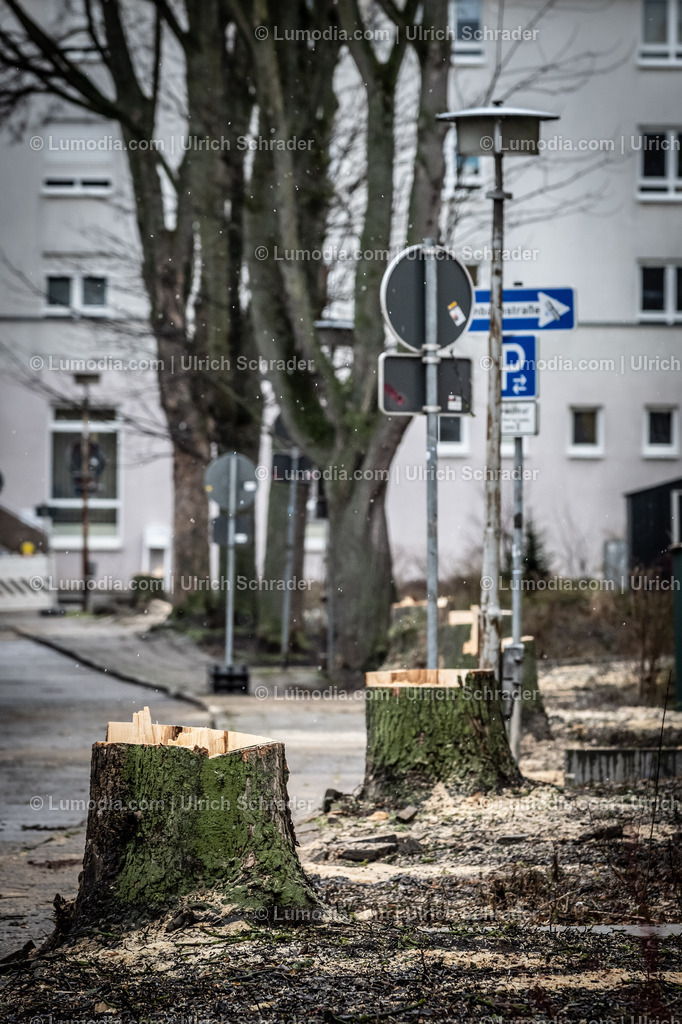 10049-12934 - Baumfällungen in Halberstadt | Stockfoto und Bilderpool mit Bildmaterial aus Deutschland, dem Harz, Halberstadt, Quedlinburg, Wernigerode und weltweit. Qualitativ hochwertige und professionelle Fotos anschauen und kaufen. - Realisiert mit Pictrs.com