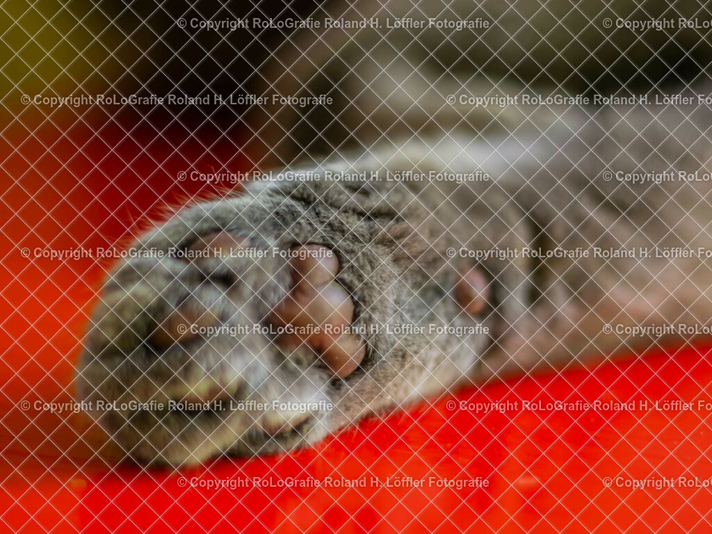 Katzenpfoto | Katzenpfote - Realisiert mit Pictrs.com