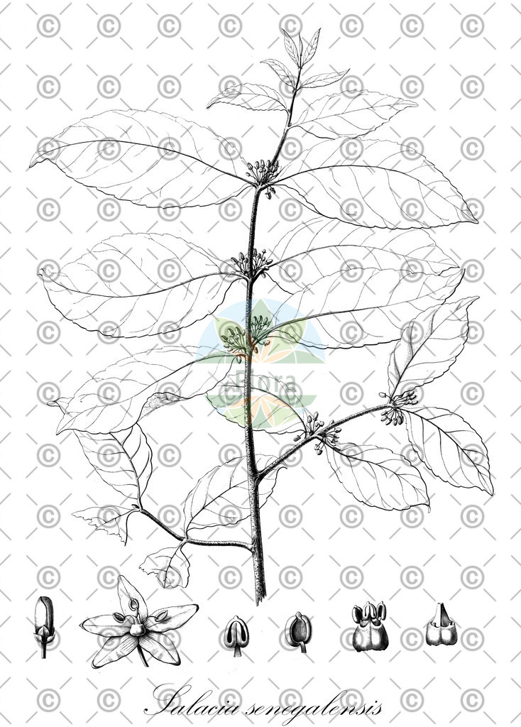 HistAbb_EMP_18012_SRC_Schlechtendal_FLORAD_SIMPLE | Historische Abbildung von Salacia senegalensis - Celastraceae | Historical Illustration of Salacia senegalensis - Celastraceae