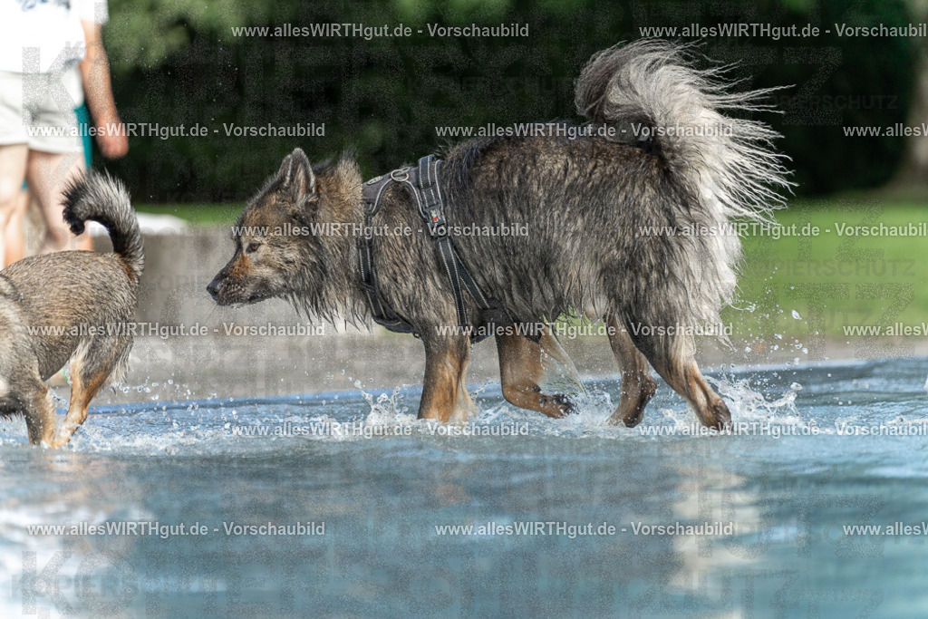 Hundeschwimmen_Volksbad_2026-allesWIRTHgut_Tierfotografie-2609061530-7R501576 | Professionelle Tierfotografie in Mönchengladbach von Daniel Wirth (allesWIRTHgut). Liebevolle & natürliche Bilder von Hunden & Katzen für unvergessliche Erinnerungen.