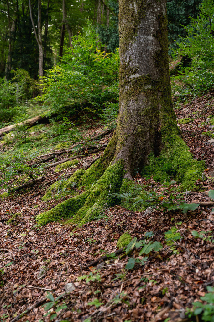 ZD250916101830 | Fotoshop von zweidimensional Fotografie. Ihr Fotograf im Aargau. Abzüge von Ihrem Fotobox Event bestellen.Abzüge von Ihrem Hochzeit bestellen.Abzüge von Ihrem Schulfotograf bestellen.