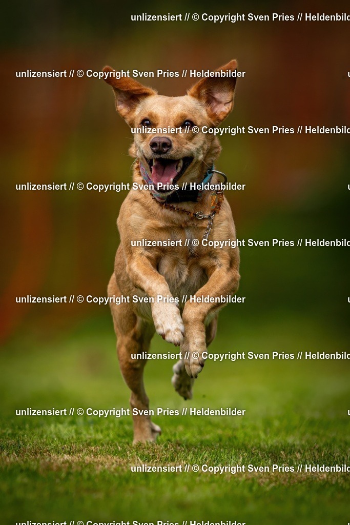 Sven Pries | 2024-09-22 - Hunderennen Baden-BadenPudelverein - Realisiert mit Pictrs.com