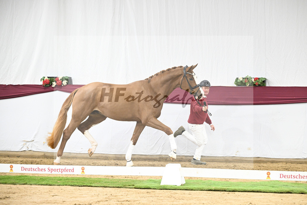 Kat-Nr. 118 Damaschino I x Mochito_Josef Zunterer_47253819 | hf-fotografie - Realisiert mit Pictrs.com