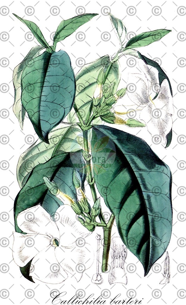 HistAbb_wfo-0001214808_1_ENZY_Simple | Historische Abbildung von Callichilia barteri - Apocynaceae | Historical Illustration of Callichilia barteri - Apocynaceae