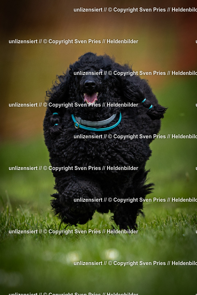 Sven Pries | 2025-04-13 - Hunderennen Baden-Baden - Realisiert mit Pictrs.com