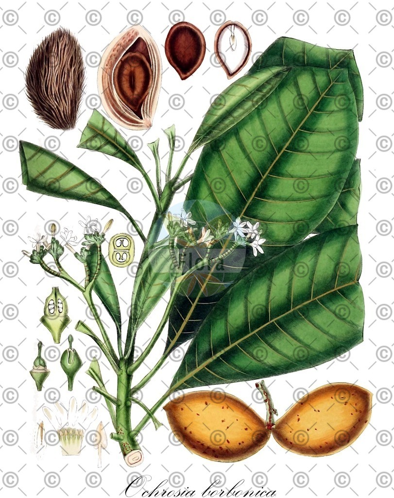 HistAbb_wfo-0000386346_1_ENZY_Simple | Historische Abbildung von Ochrosia borbonica - Apocynaceae | Historical Illustration of Ochrosia borbonica - Apocynaceae