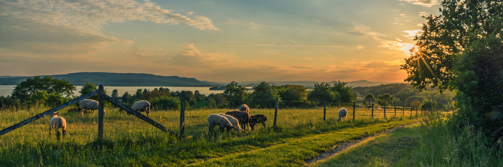 bodensee2-279 | <div id="allefotografen-seal-verified-green"></div><script src="https://www.allefotografen.de/956728/seal-verified-green/seal.js" async="async"></script> - Realisiert mit Pictrs.com