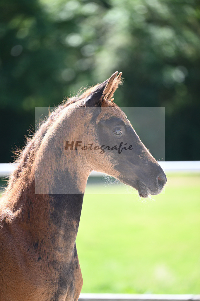 Kat-Nr. 7 HF Nechristo_Zimmermann_16230171 | hf-fotografie - Realisiert mit Pictrs.com