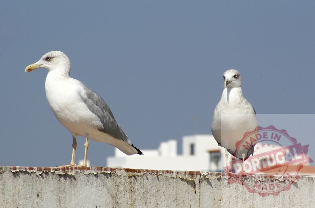 Two seagulls standing on wall looking | Two seagulls standing on a concrete wall with a clear blue sky background - Realized with Pictrs.com