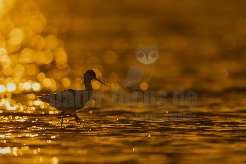 R5M22088_20260521 | Ein Säbelschnäbler (Recurvirostra avosetta) watet elegant durch das goldglänzende Wasser bei Sonnenuntergang oder Sonnenaufgang. Der Vogel ist bekannt für seinen charakteristischen, nach oben gebogenen Schnabel, den er beim Nahrungssuchen seitlich im flachen Wasser hin- und herschwenkt. Seine langen Beine ermöglichen ihm das Waten in seichten Gewässern, wo er kleine Wirbellose jagt. - Realisiert mit Pictrs.com
