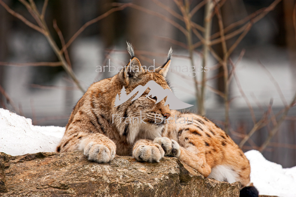 _MG_1394A Kopie | Luchs im Tierfreigehege des Nationalpark Bayerischer Wald
