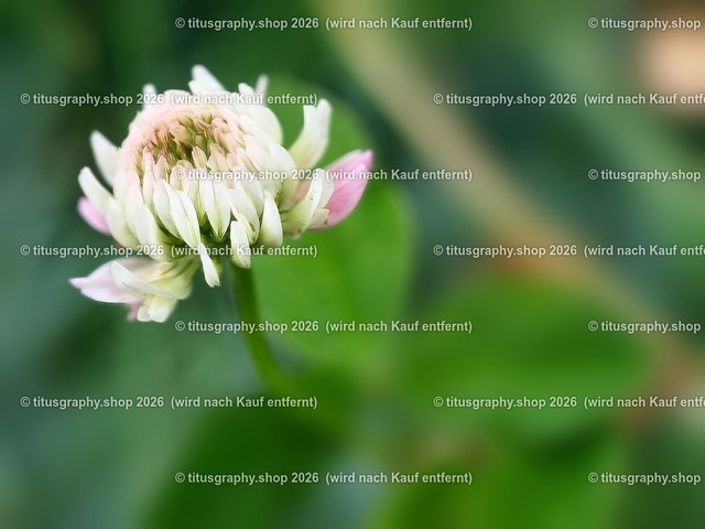 titusgraphy_P7022021-vz-ln_pe | titusgraphy-shop: Geschenkideen mit Qualitätsfotos. titusgraphy-shop: gift ideas with quality photos. titusgraphy-shop: idées cadeaux avec photos de qualité.  - Realisiert mit Pictrs.com