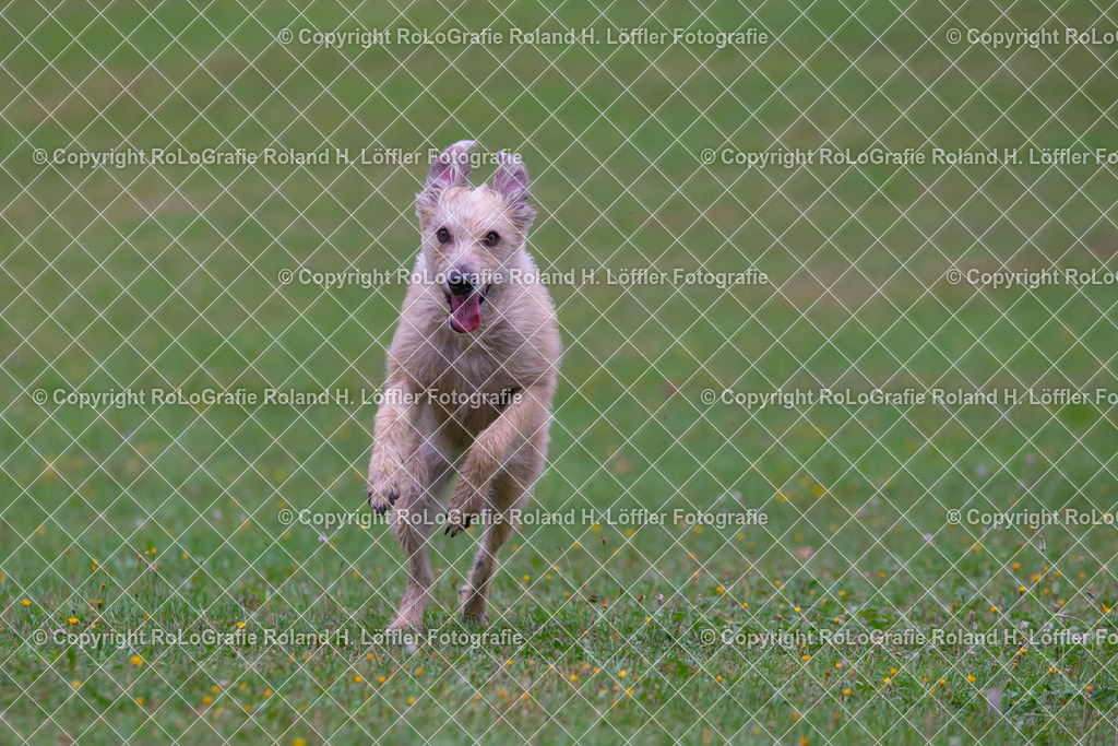 Hund_09 | Hund rennt mit Vollgas über eine Wiese - Realisiert mit Pictrs.com