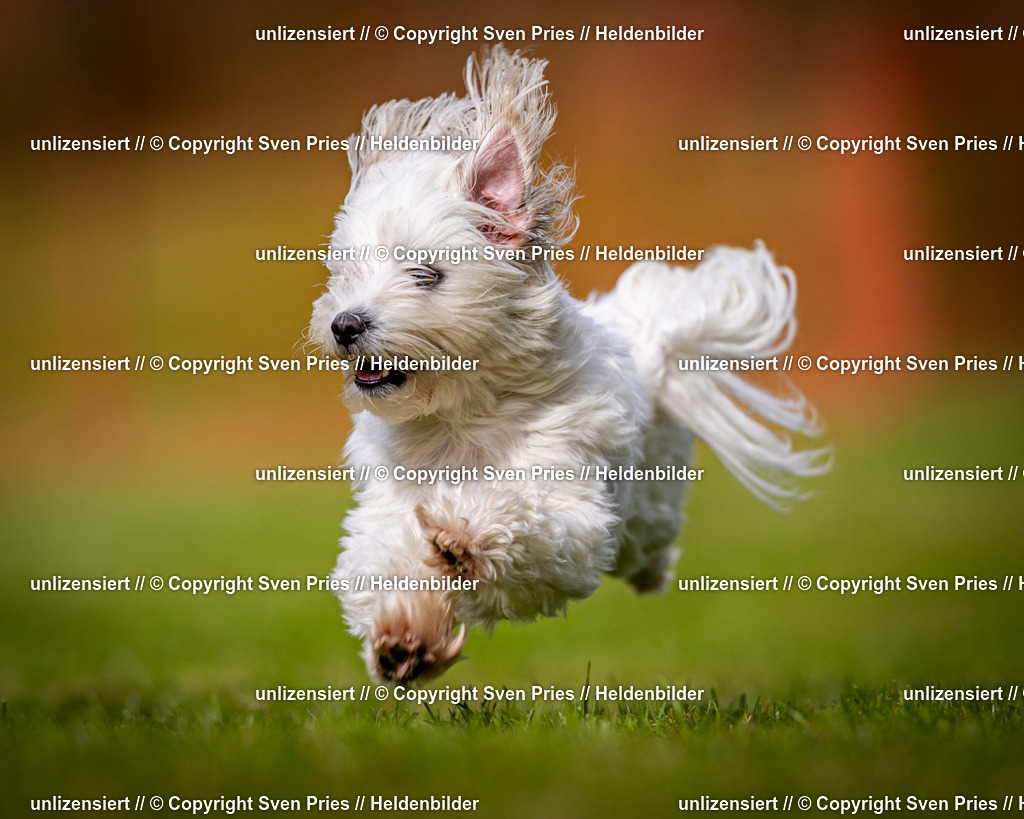 Sven Pries | 2024-09-22 - Hunderennen Baden-BadenPudelverein - Realisiert mit Pictrs.com