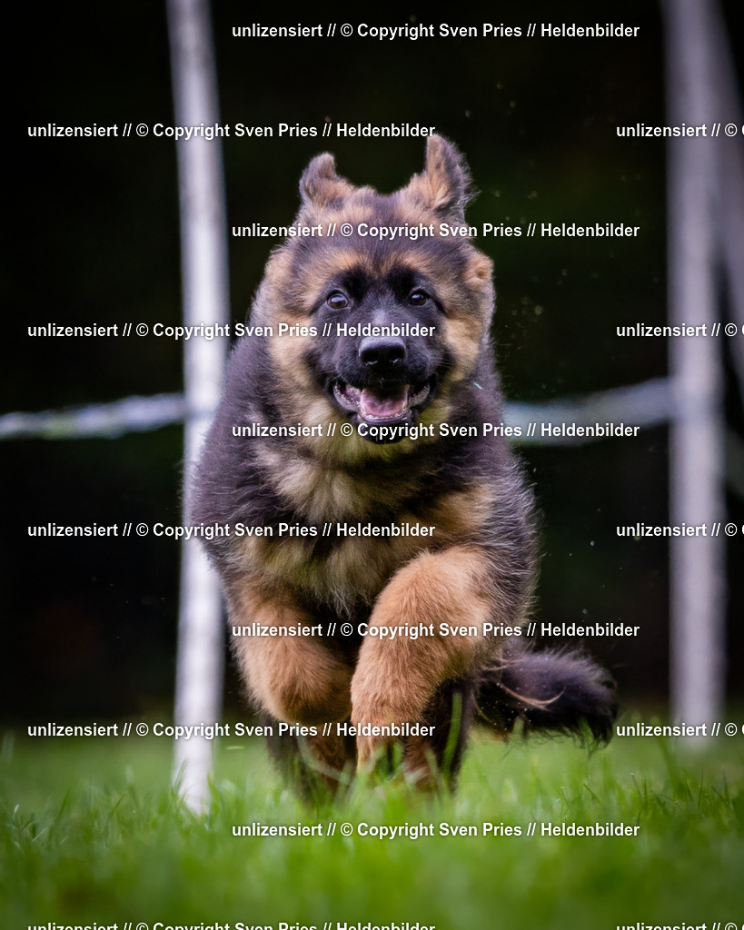 Sven Pries | 2024-10-19 - Hunderennen Ober-Grombach - Realisiert mit Pictrs.com