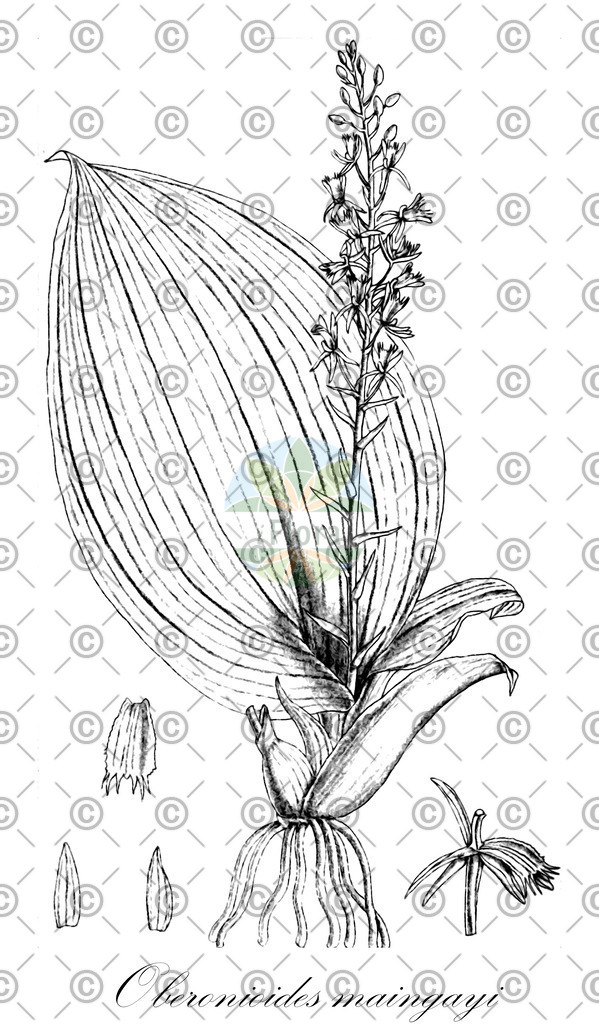 HistAbb_wfo-0000253085_1_ENZY_Simple | Historische Abbildung von Oberonioides maingayi - Orchidaceae | Historical Illustration of Oberonioides maingayi - Orchidaceae