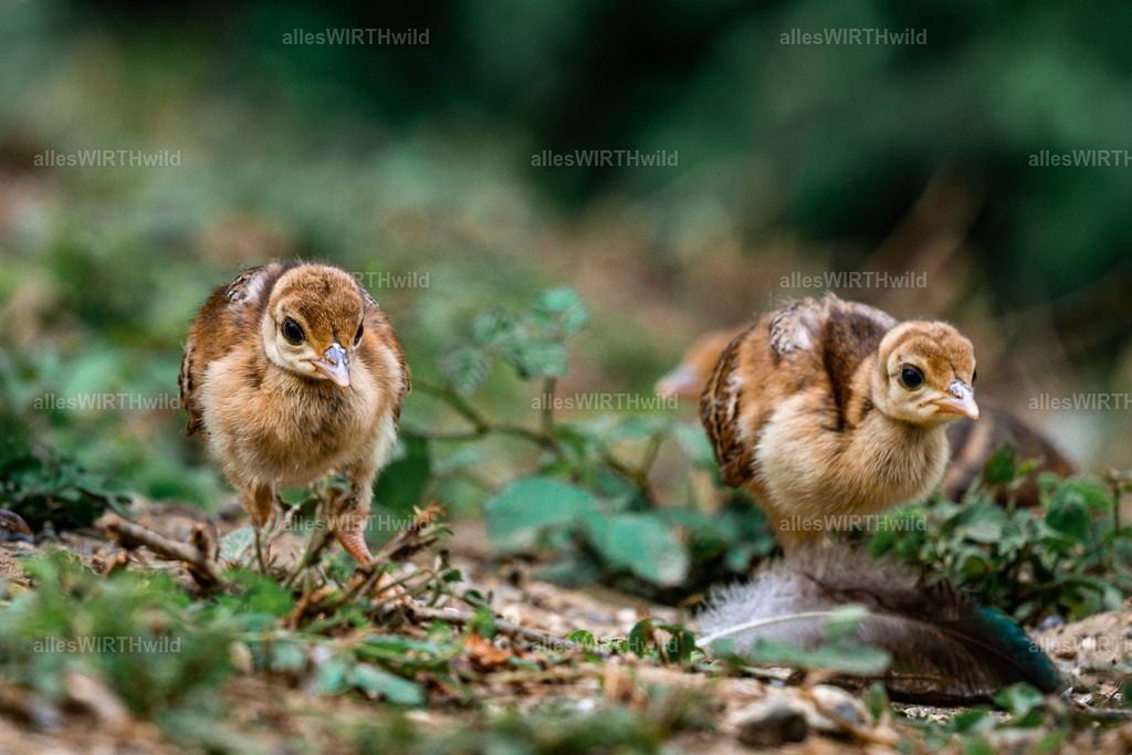 Daniel Wirth - www.allesWIRTHwild.de -DSC03064 | Entdecke die faszinierende Welt der Natur- und Wildlife-Fotografie von Daniel und Bärbel. Inspirierende Bilder von wilden Tieren und kleinen Naturwundern.