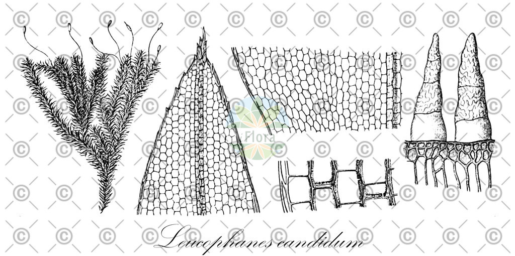 HistAbb_wfo-0001138527_1_ENZY_Simple | Historische Abbildung von Leucophanes candidum - Calymperaceae | Historical Illustration of Leucophanes candidum - Calymperaceae