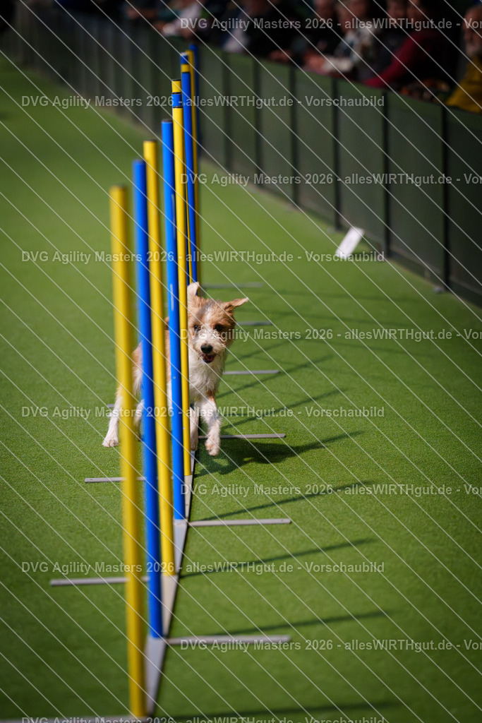 allesWIRTHgut_Tierfotografie-DVG_Agility_Masters_2026-16_45-7R504233 | Professionelle Tierfotografie in Mönchengladbach von Daniel Wirth (allesWIRTHgut). Liebevolle & natürliche Bilder von Hunden & Katzen für unvergessliche Erinnerungen.