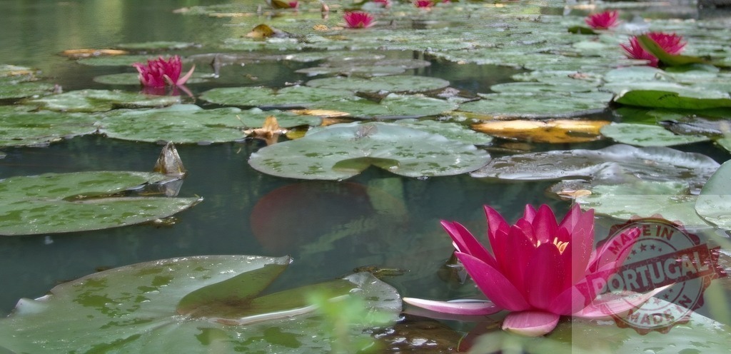 Pink water lily blooming on calm pond surface | Water lilies and lily pads floating on a peaceful green pond - Realisiert mit Pictrs.com