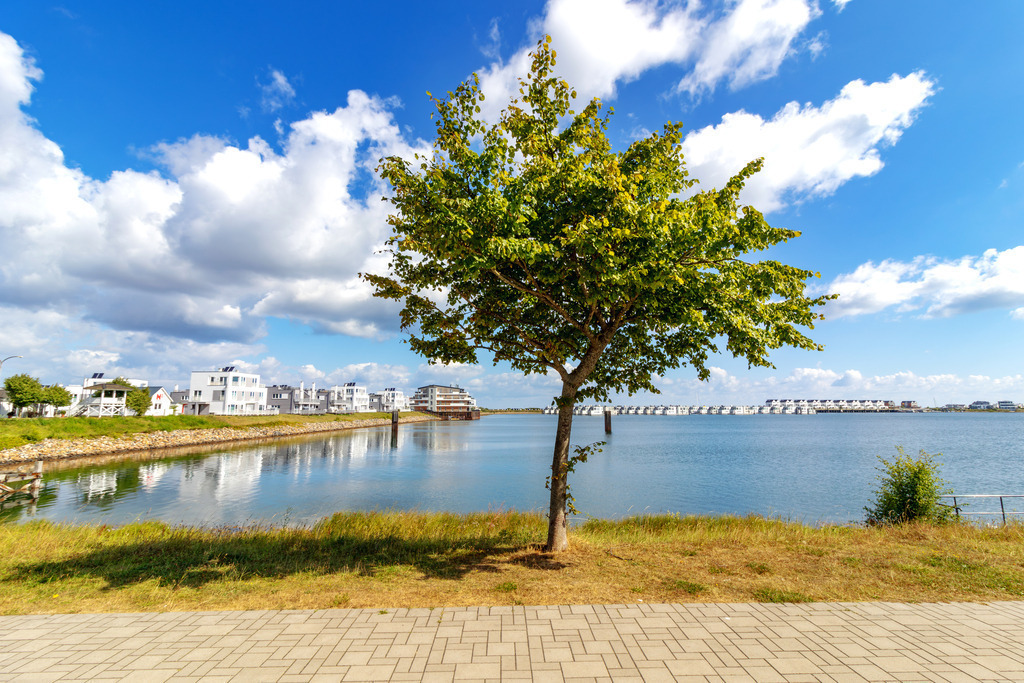 Wandbild: Baum an der Promenade in Olpenitz | Dieses Wandbild im Querformat zeigt einen kleinen Baum an der Promenade in Olpenitz. Im Hintergrund spiegeln sich die Ferienwohnungen auf der ruhigen Wasserfläche. Am blauen Himmel sind schöne helle Wolken zu sehen.  - Realisiert mit Pictrs.com