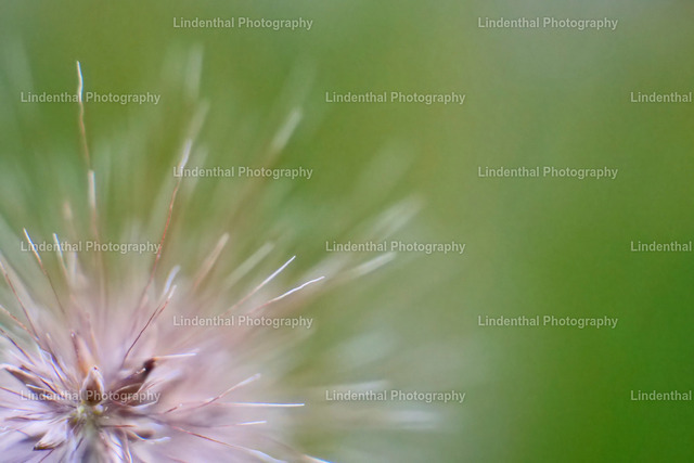 P1014145 | Lindenthal.ART - Fotografie und Kunstdrucke auf verschiedenen Medien für dein Zuhause, Büro oder Praxis. Natur und Landschaftsbilder oder Digital ART mit harmonischen Farben und Motiven. - Realisiert mit Pictrs.com