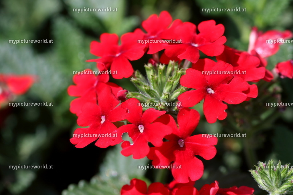 Verbene-003 | Das Bilderarchiv über Tiere, Planzen und Landschaften. In der Bilddatenbank finden Sie ein große Auswahl an hochwertigen Bilder für Ihre Werbung - Realized with Pictrs.com