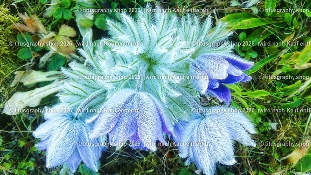 titusgraphy_IMG_20170409_084655-hdh-ln_pe_pe | titusgraphy-shop: Geschenkideen mit Qualitätsfotos. titusgraphy-shop: gift ideas with quality photos. titusgraphy-shop: idées cadeaux avec photos de qualité.  - Realisiert mit Pictrs.com