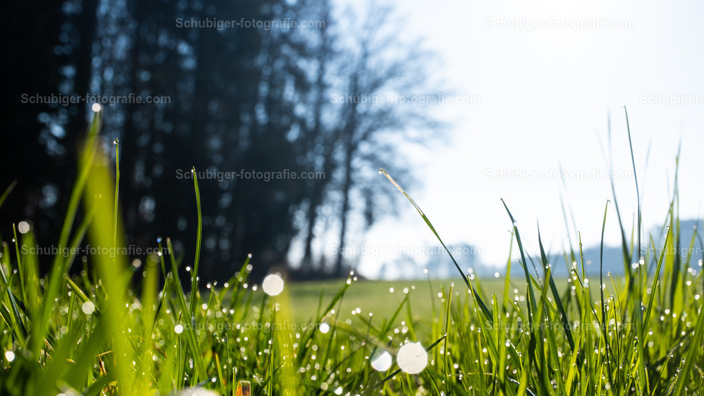 Morgentau in der Wiese  | funkelnder Morgentau im Gras - Realisiert mit Pictrs.com