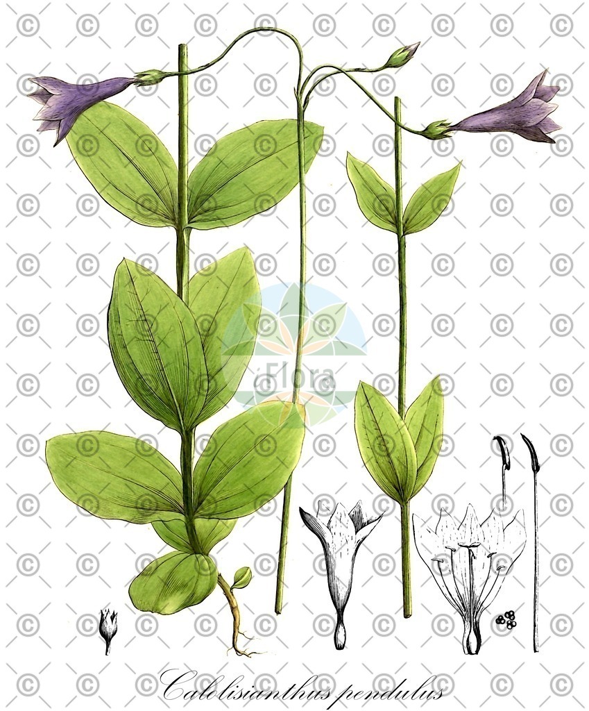 HistAbb_wfo-0000101360_1_ENZY_Simple | Historische Abbildung von Calolisianthus pendulus - | Historical Illustration of Calolisianthus pendulus - 