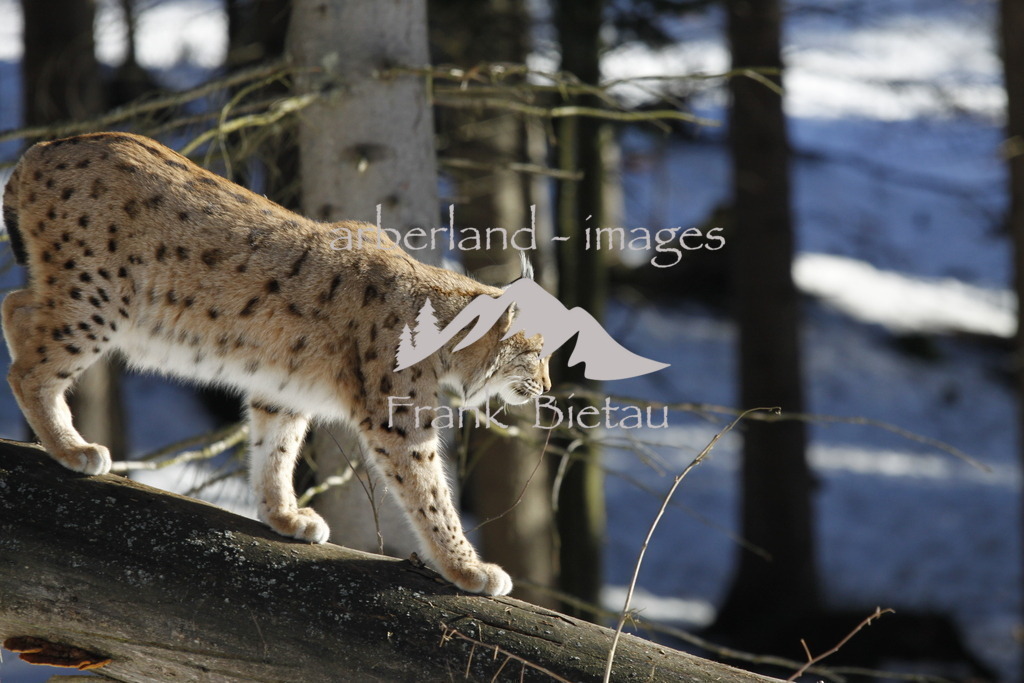 20110209_0213 | Medien- Sport- Entertainmentfotos