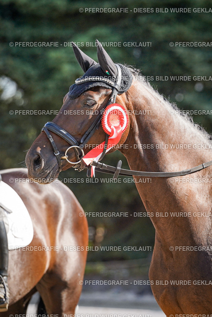 DSC00153 | Pferdegrafie