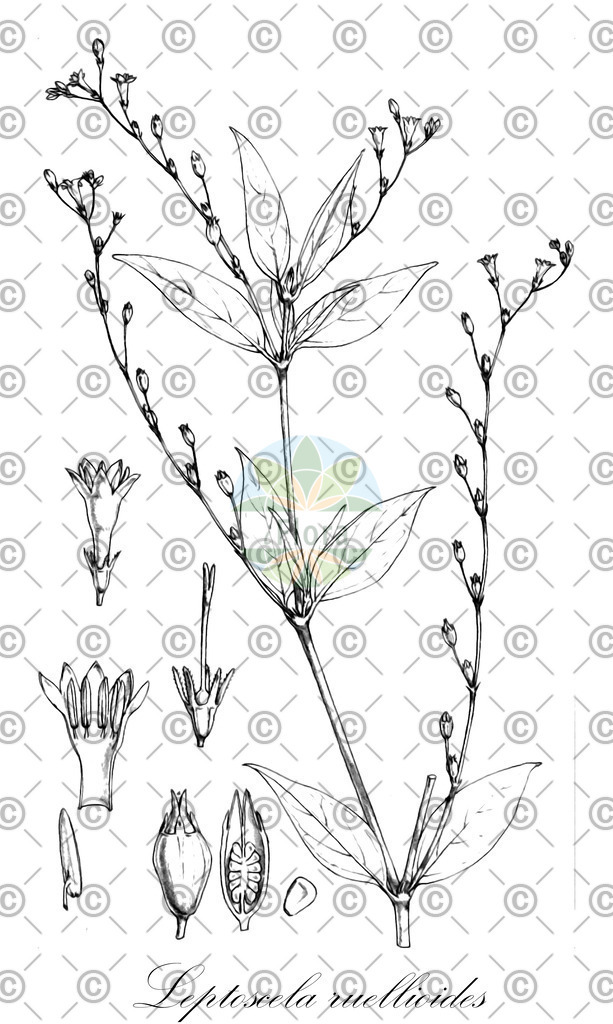 HistAbb_wfo-0000362950_1_ENZY_Simple | Historische Abbildung von Leptoscela ruellioides - Rubiaceae | Historical Illustration of Leptoscela ruellioides - Rubiaceae