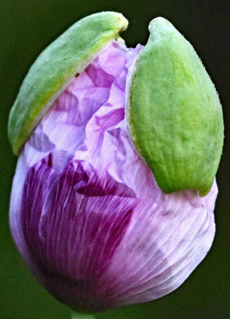 Schlafmohn01h | lucisnaturbilder - Realisiert mit Pictrs.com