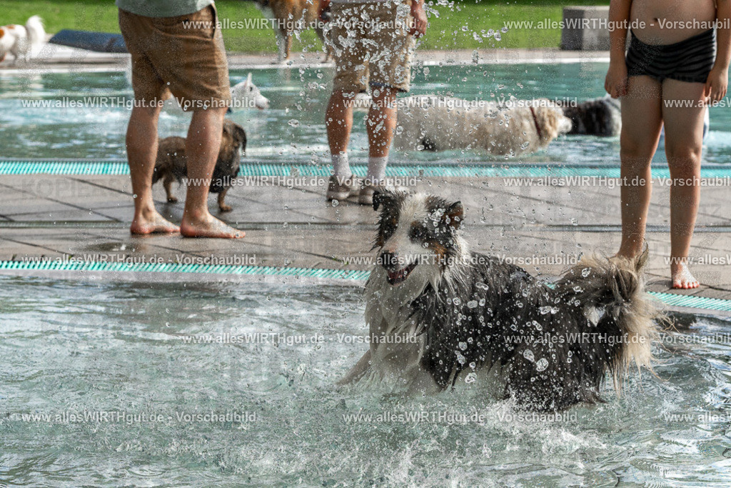 Hundeschwimmen_Volksbad_2026-allesWIRTHgut_Tierfotografie-2609061512-FAY07142 | Professionelle Tierfotografie in Mönchengladbach von Daniel Wirth (allesWIRTHgut). Liebevolle & natürliche Bilder von Hunden & Katzen für unvergessliche Erinnerungen.