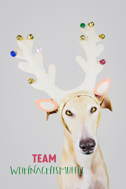 Ori, der Weihnachtsmuffel | Lizbeth Hundefotografie