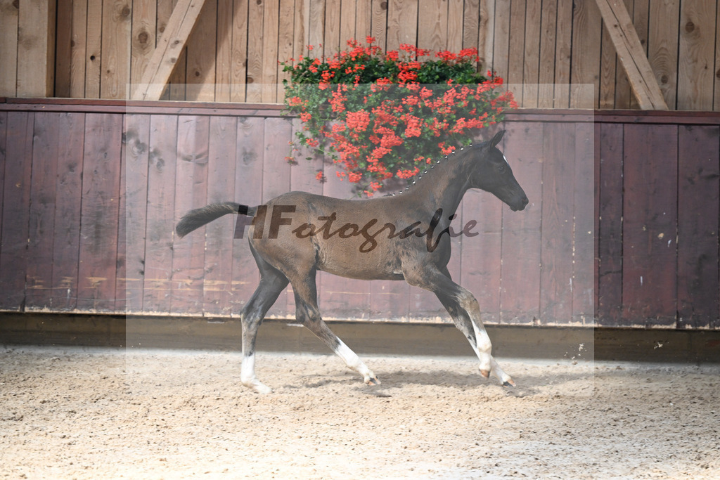 Kat-Nr. 18 Fanegro x Danciano_SF_Seiler_25250471 | hf-fotografie - Realizzato con Pictrs.com