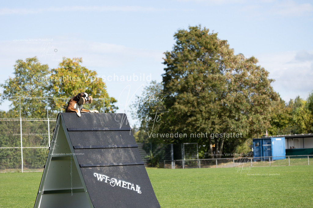_16A6972 | Einzigartige Fotos von Hunden & Menschen –Actionfotos, Portraits, Vereinsaufnahmen & Paarshootings – authentisch, lebendig & mit Herz.