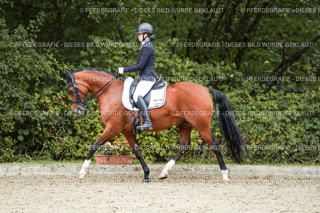 DSC01752 | Pferdegrafie